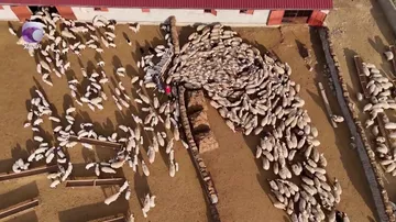 Ət qiyməti UCUZLAŞACAQ?