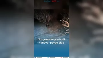 Azərbaycanda görünən heyvan təəccüb doğurdu: Beləsi hələ olmayıb