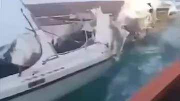 Кадры с места столкновения туристического судна и траулера в Таиланде