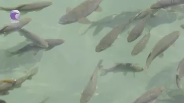 Azərbaycanın balıq ehtiyatı TƏHLÜKƏDƏ