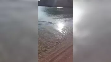 Пляжи на египетском курорте закрыли из-за появления акулы у берега