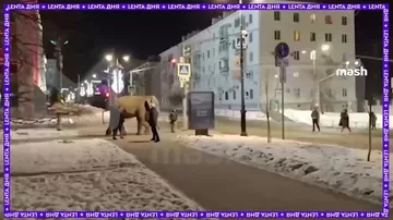 Слон сбежал из цирка в российском городе