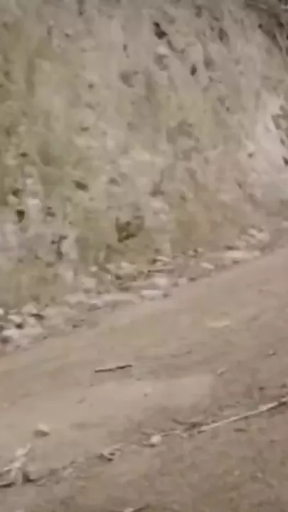 Новое поколение робособак