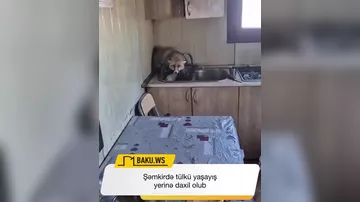 Şəmkirdə tülkü yaşayış yerinə daxil olub