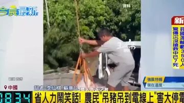 Масштабное отключение электроэнергии в Китае, вызванное свиньёй