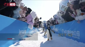 В Китае прошел парад пингвинов