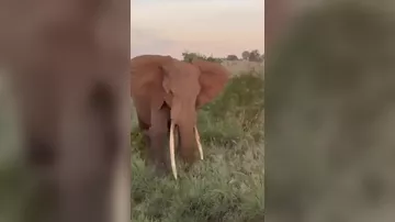 Слон атаковал автобус с туристами в Танзании