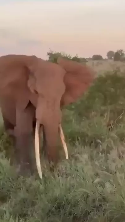 Слон атаковал автобус с туристами в Танзании