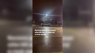 Вороны отомстили бросившему камень мужчине