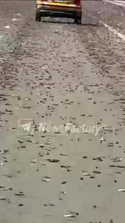 Первое нашествие саранчи в 2026 году зафиксировано в пустыне Сахара