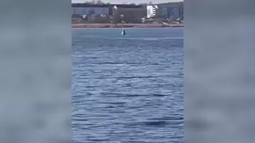 12-метровый кит был замечен в немецком порту города Висмар - 1