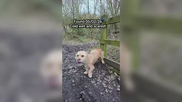 Видео из TikTok с брошенной собакой растрогало весь интернет