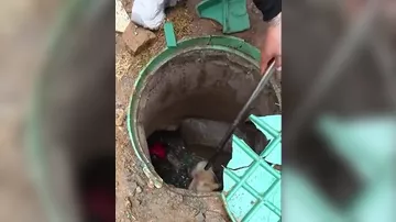 Собака три года прожила в маленькой подземной шахте