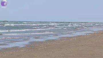 Xəzər sahilində quşlar kütləvi şəkildə niyə ÖLÜR?