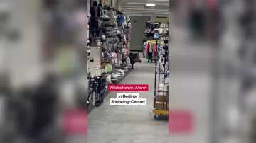 Дикий кабан устроил переполох в торговом центре в Берлине