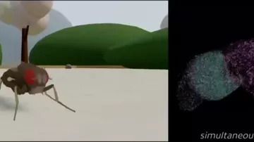 Ученые оживили мозг мухи в виртуальном мире