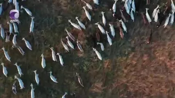 Çəpiş əti neçəyə satılır və tələbat varmı?