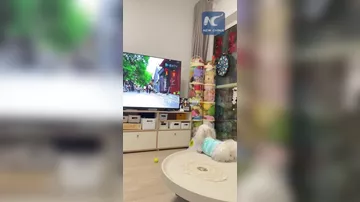 В Китае запустили телевизионный канал для животных