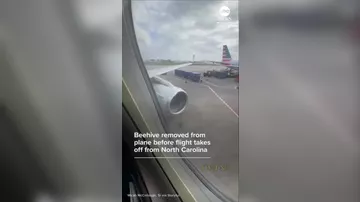 Рой пчел сорвал вылет самолета