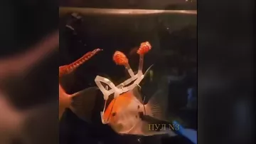 В Индии мужчина создал инвалидную коляску для рыбки