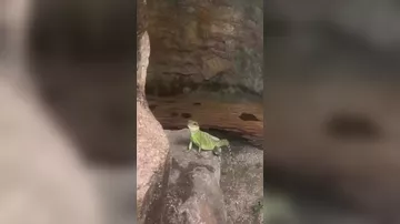 В Малайзии игуана приветствует посетителей