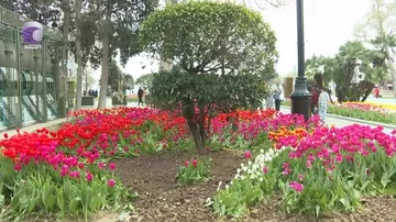 Bulvarda əkilən gülləri kim bu hala salıb?