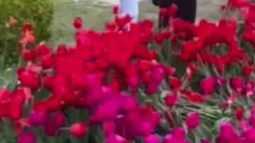 Bulvarda gülləri əzən 10 nəfər polisə çağırıldı