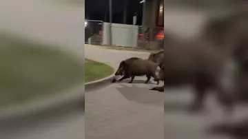 В Польше робот погнался за дикими кабанами