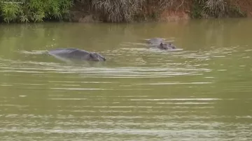 В Колумбии начнут истреблять популяцию бегемотов