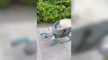 Выгул собаки робопсом вирусится в соцсетях