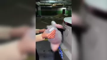 Китайские водители массово превращают свои автомобили в «хвостатых»