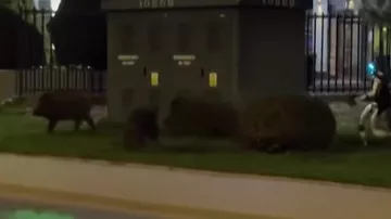 Робот Эдвард Варчоки стал звездой соцсетей