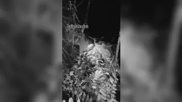 В Индонезии разбился вертолет