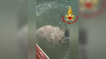 Гигантская рыба парализовала движение в канале Венеции