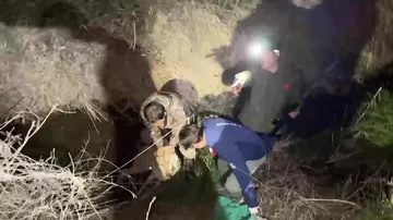 Кадры поимки сбежавшего волка в Корее