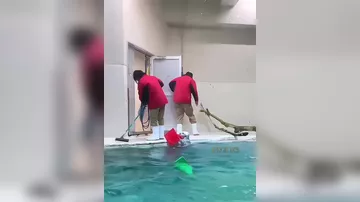 Выдра помогает работникам зоопарка собирать в бассейне игрушки