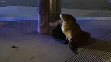 В Сан-Франциско спасли детеныша морского льва