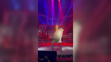 В России тигр перепрыгнул ограждение в цирке