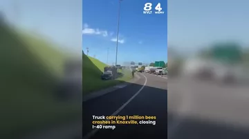 Грузовик с миллионом пчел попал в ДТП в США