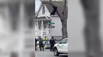 В США медведь упал с дерева