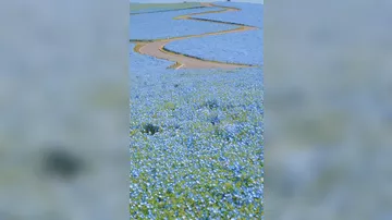 В Японии стартовал сезон цветения голубой немофилы