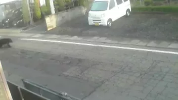 Медведи в Японии стали чаще нападать на людей