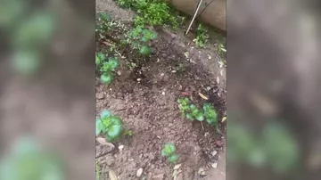 Proqramı bağlanan Xoşqədəm görün nə işlə məşğuldur