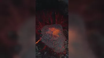 Вырывающаяся лава в вулкане Исландии