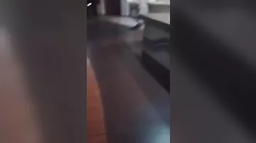 Крокодил пробрался в отель в Зимбабве и попал на видео