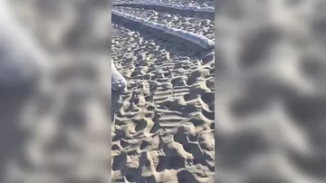 Китай продолжает программу по озеленению пустынь