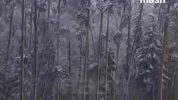 Сильный снегопад повалил более 1000 деревьев в Москве