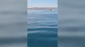 Морского гиганта увидели у берегов России