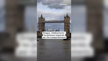 В Темзу ежедневно сбрасывают до двух 2 кг кокаина