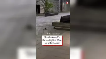 Видео драки крыс в центре столицы Австрии Вены покоряет соцсети